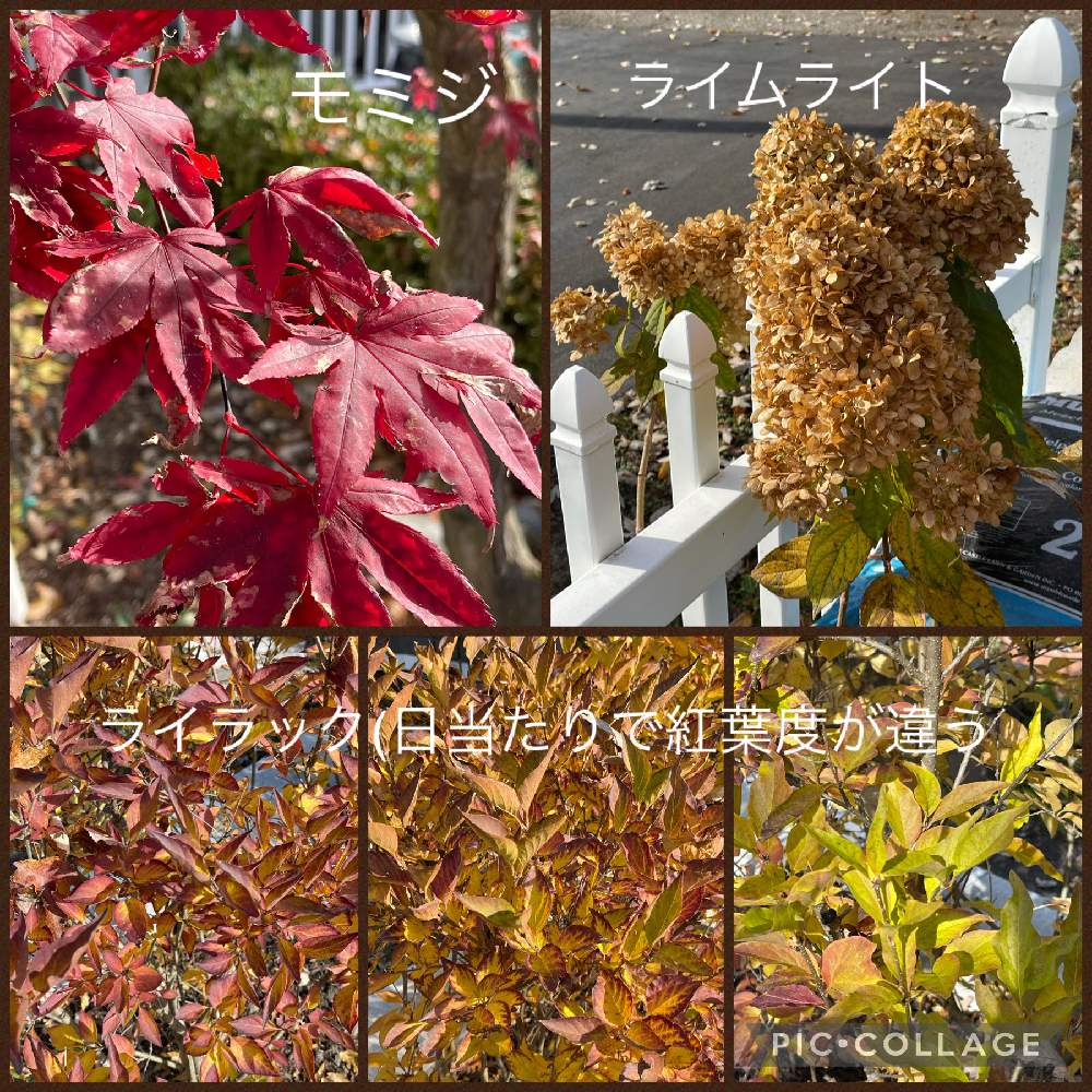ライラック 矮性の投稿画像 By ブルーネストさん ノリウツギ ライムライトとモミジ ジャパニーズメイプルと小さな庭と秋ですと美しい葉とおうち園芸とアジサイ 紫陽花とガーデニングと季節の終わりと秋ですと美しい葉とおうち園芸とアジサイ 紫陽花とガーデニングと季節