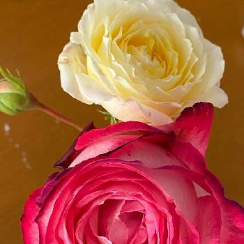 バラ 聖火の画像 by ♡喜依(kiyori)♡さん | バラ ムーンライトハニーとバラ 聖火と薔薇に魅せられてと薔薇のある暮らし♡とおうち園芸と✂️カット