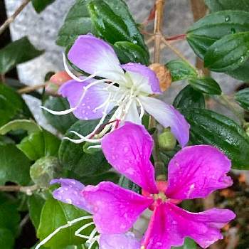 ノボタン リトルエンジェルの画像 by manabeさん | 小さな庭とノボタン リトルエンジェルと花のある暮らしと秋のお花と小さな花