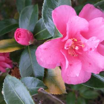 サザンカ八重の画像 by hiroさん | ピンクの花が好きとサザンカ(山茶花)と医療関係者に感謝とJuneの会と散歩道でとコロナに負けるな‼️とサザンカ八重