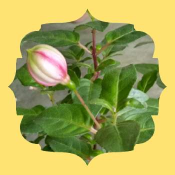 フクシア プーニーの投稿画像一覧 Greensnap グリーンスナップ