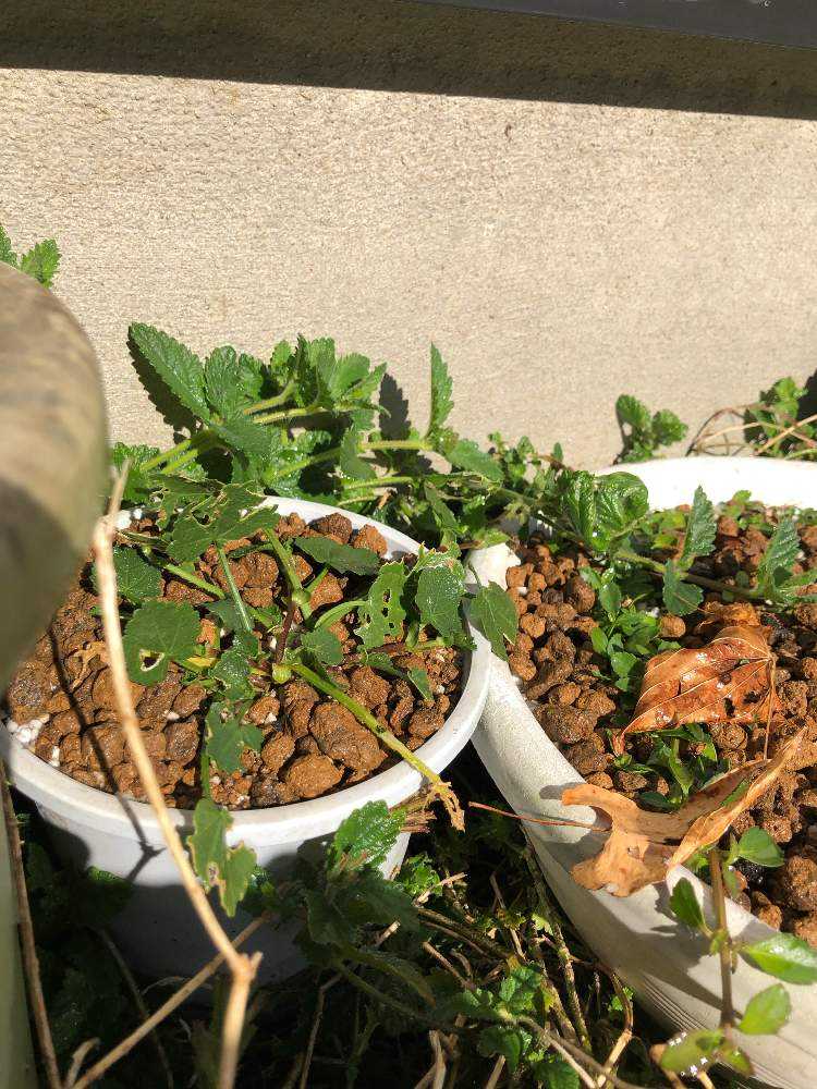 マルバストラム   確認用です（╹◡╹）♡ マルバストラムとは｜育て方がわかる植物図鑑｜みんなの趣味の