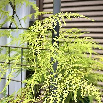 アスパラガス ナナスの投稿画像一覧 Greensnap グリーンスナップ