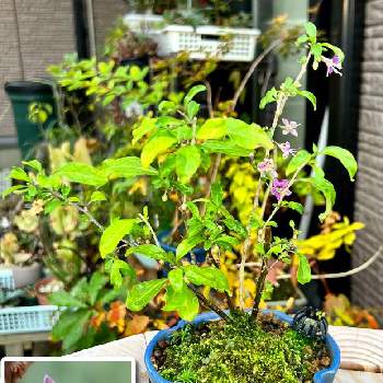 雑木盆栽の投稿画像一覧 Greensnap グリーンスナップ