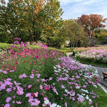大きな公園の画像 by ペンクロズさん | お出かけ先と秋桜(コスモス)と花壇と大きな公園