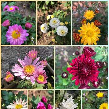 庭*の画像 by suzumamaさん | キクのお花と庭*とおうち園芸と花いろいろと花のある暮らし