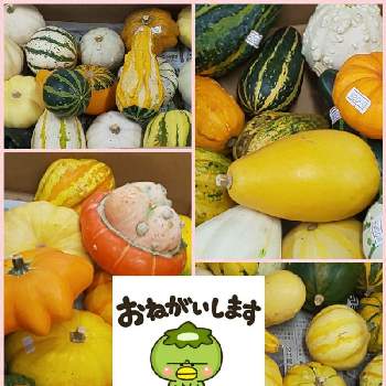 オモチャカボチャの投稿画像一覧 Greensnap グリーンスナップ