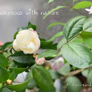 八重咲き山茶花の画像 by ハナコさん | バルコニー/ベランダと八重咲き山茶花と白いお花とうちの子