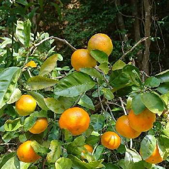 みかんの木の投稿画像一覧 Greensnap グリーンスナップ