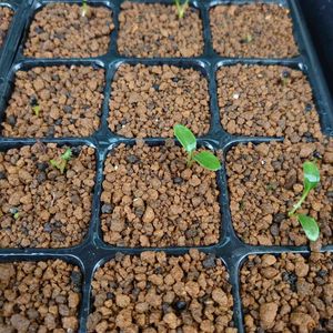 クリスマスローズ,naluロー,ガーデニング,種まき,花のある暮らしの画像