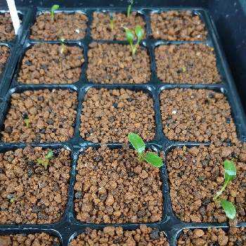 成長記録,種まき,種まきから育てる, アカシアの画像