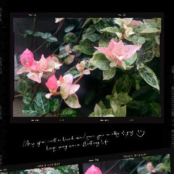 ピンクの葉の画像 by momoさん | 小さな庭とハツユキカズラ☆と木漏れ日の木曜日とグリーン！グリーン！グリーン！と癒しとピンクの葉