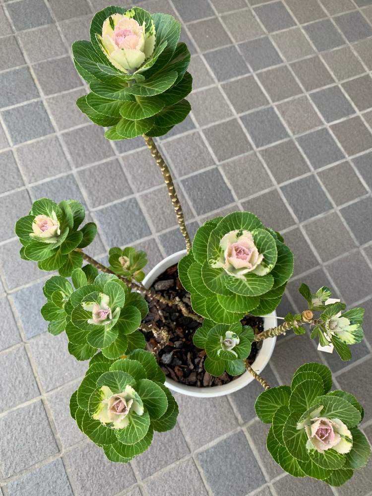 踊り葉牡丹 夏越しチャレンジ Greensnap グリーンスナップ 踊り葉牡丹 夏越しチャレンジ Greensnap グリーンスナップ