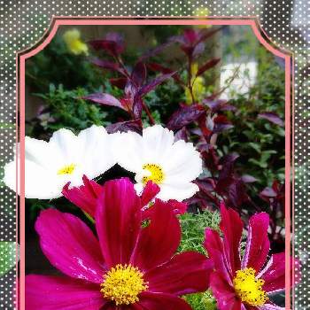 アカバセンニチコウの画像 by Blue☆さん | バルコニー/ベランダとコスモスとアカバセンニチコウと寄せ植えと狭いベランダと日々是感謝とありがとうと負けないもんとまだまだ初心者と可愛いとお花は癒しと花が好き