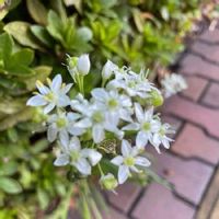 ハナニラの育て方 植え付け時期や植え替えの必要は 臭いはあるの Greensnap グリーンスナップ ハナニラの育て方 植え付け時期や植え替えの必要は 臭いはあるの Greensnap グリーンスナップ