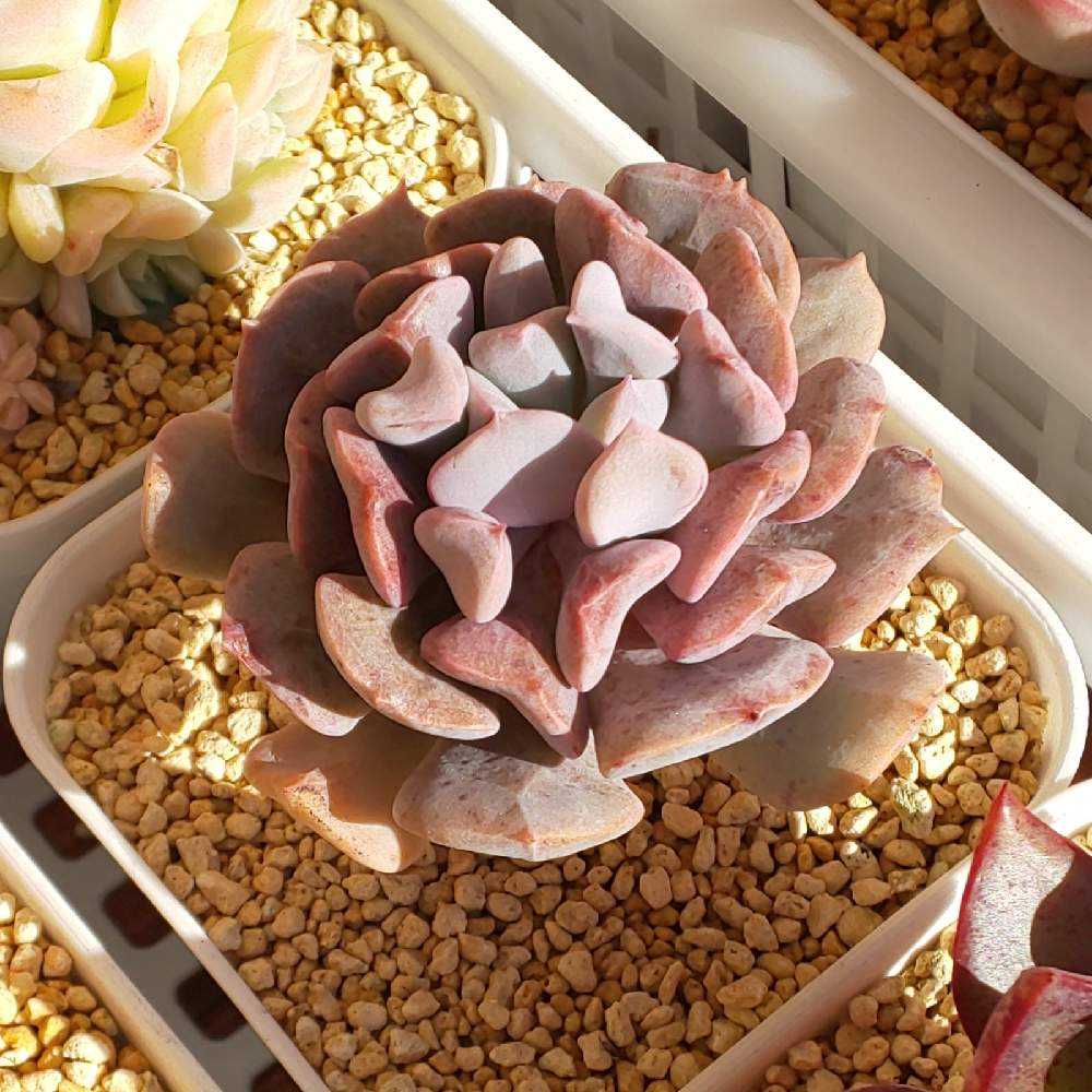 多肉植物　キュービックフロスト錦　抜き苗 キュービックフロスト 抜き苗 多肉植物 - メルカリ