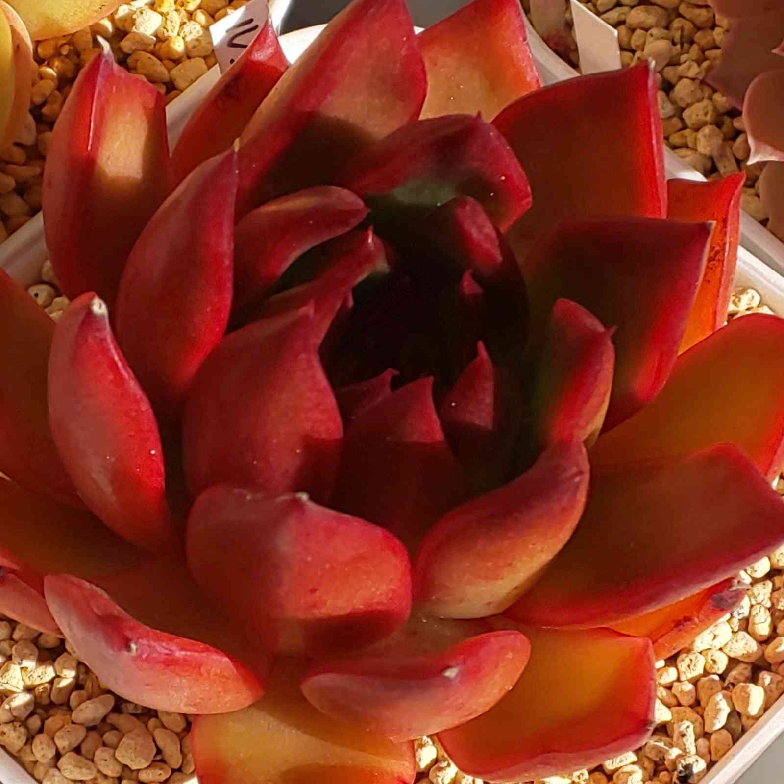 112 ルブラの生長記録 Vol.1 2022.02.23結｜🍀GreenSnap（グリーン