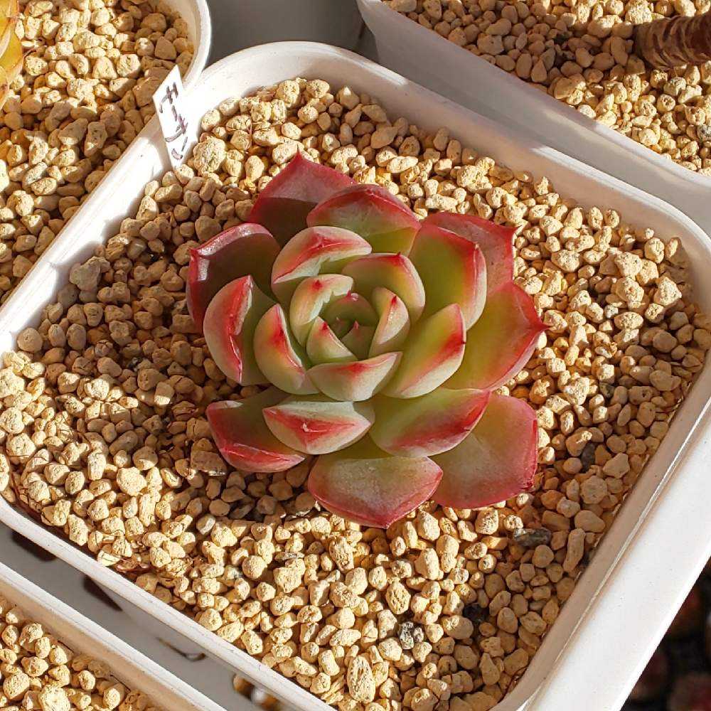 多肉植物  モーサン  抜き苗　良苗　エケベリア 302 モーサンの生長記録 2022.05.19更新｜🍀GreenSnap（グリーン