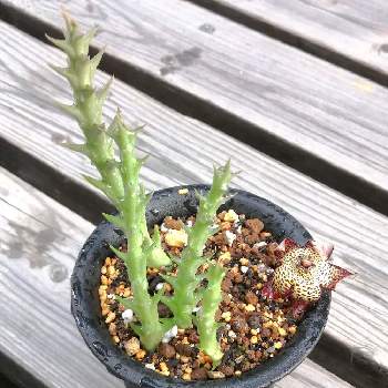 ガガイモ科オルベア属の投稿画像一覧 Greensnap グリーンスナップ