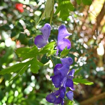 ヤマトリカブトの投稿画像一覧 Greensnap グリーンスナップ