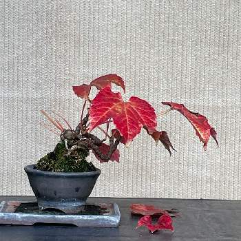 夏蔦の紅葉の画像 by ryo-ggさん |  紅葉と山野草と夏蔦の紅葉と添え草と盆栽