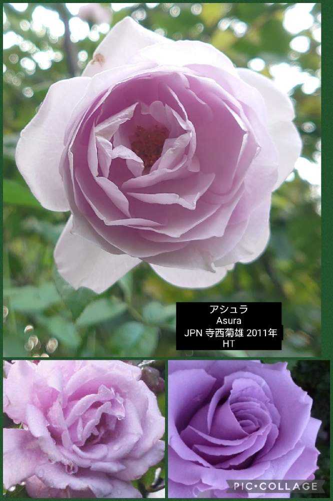 みんなの青薔薇図鑑②【セ〜へ編】ア〜スも含む｜🍀GreenSnap