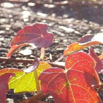 紅葉した葉っぱの画像 by お伽草詩さん | ツタ♪と紅葉した葉っぱと深まる秋と群生と風通しの良い場所と山野草と魅力的とつる性植物と陽当たりの良い場所と開けた場所とお散歩