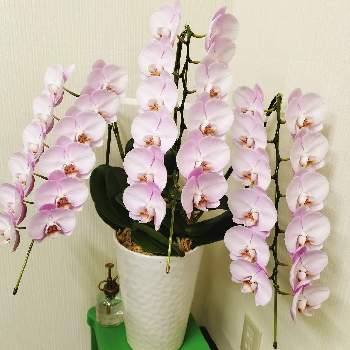 霧吹きの投稿画像一覧 Greensnap グリーンスナップ