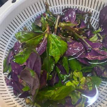 ハンダマ 金時草 水前寺菜 式部菜 の投稿画像一覧 Greensnap グリーンスナップ