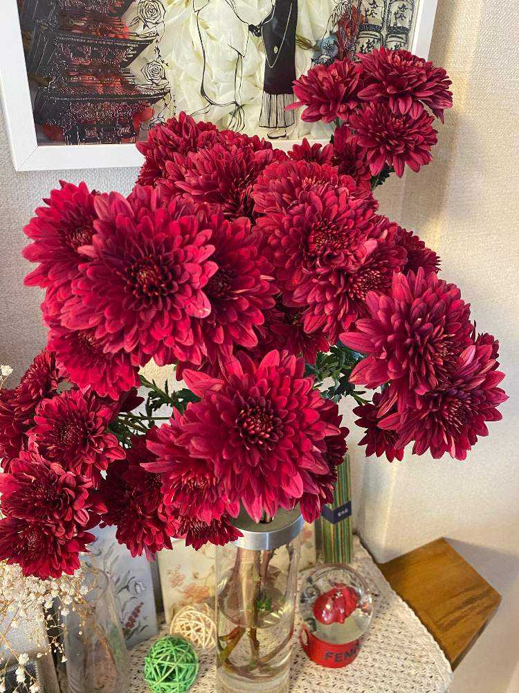 初心者 の仏花の花束を挿し木してみます 年 22年12月 Greensnap グリーンスナップ