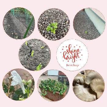 タツナミソウ 白の投稿画像一覧 Greensnap グリーンスナップ