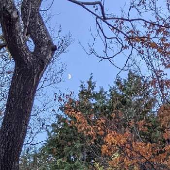 チタルパの画像 by 秋草さん | 広い庭とチタルパとヒノキとアカシデとイチョウと雲仲間と木々✽と空✽と秋色✽
