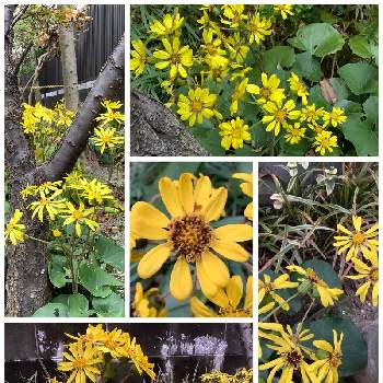 石蕗の画像 by Hana2020さん | 小さな庭とツワブキと放ったらかしとﾂﾜﾌﾞｷ✨とビタミンカラーとほったらかしとガーデニングと花のある暮らしと地植えと黄色の花と幸せの黄色いお花と石蕗とおうち園芸