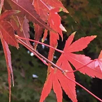 ♡お出かけ♡の画像 by スイートさん | お出かけ先と☆秋深く☆と色付く秋と♡お出かけ♡と秋色ですね〜と綺麗な紅葉と秋深く