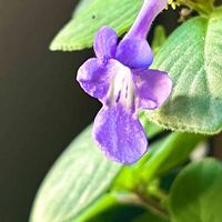 ストレプトカーパス,青い花,可憐な花,ユーミンつながりの皆さんに感謝,２０２０年５月同期の画像