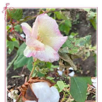 綿の花の画像 by ブンブンさん | お出かけ先と綿の花と優しい花とウォーキングの楽しみ