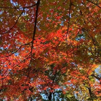 秋本番の画像 by fumiさん | モミジと２０２０年５月同期と紅葉（こうよう）と暮らしに癒しをと森林浴と青空と市民の森・見沼グリーンセンターと紅葉狩りと青空の神と自然大好きと秋本番