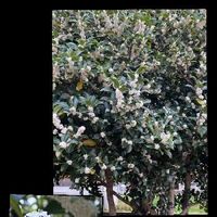 ギンモクセイ 銀木犀 の育て方 剪定の時期は どんな香りがする Greensnap グリーンスナップ