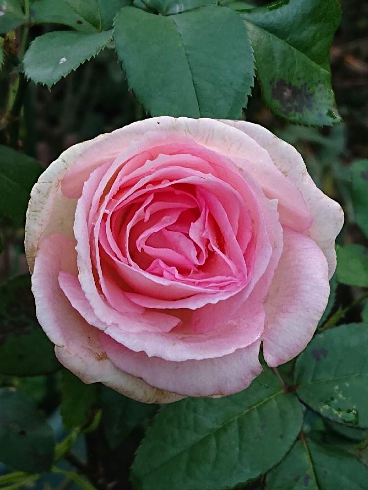 の画像 by 山ちゃんさん | バラとルイの涙と金曜ローズショーと今朝のバラと鉢植えと花のある暮らしと我が家のバラ