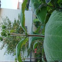 ヤーコン,金曜日の蕾たち,金曜日の蕾たちに投稿,畑の画像