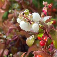 ジュズサンゴの育て方 種まきや植え付け 植え替えの方法は Greensnap グリーンスナップ