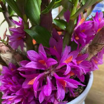花持ちが良いの画像 by manabeさん | キッチンとデンドロビウム　響と洋蘭と原種と花持ちが良いと花のある暮らし
