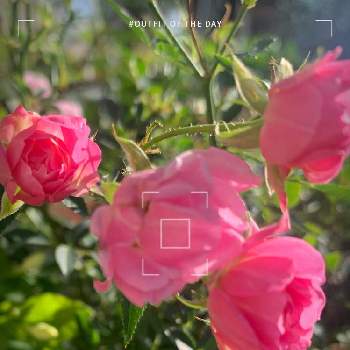 ミニ薔薇・ほほえみの画像 by momoさん | 小さな庭とばら バラ 薔薇とピンクの花とお庭のお花と癒しとピンク❤︎ピンクと金曜キラキラと金曜ローズショーとミニ薔薇・ほほえみとピンクワールドへ ようこそと花のある暮らしとお花は癒しとミニ薔薇