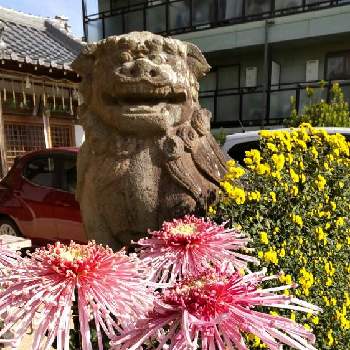 狛犬の画像 by ブルちえみさん | 狛犬と青空に映えるときくの花