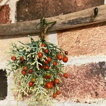 サルフレアの画像 by タイムガーデンさん | キッチンと野薔薇の実とサルフレアとドライフラワー