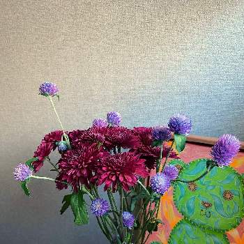 センニチコウ♡の画像 by selinaさん | スプレーギクと今日のお花とセンニチコウ♡とスプレーキクと千日紅❁と花のある暮らしと秋の風景とワインレッドと紫の花と海外暮らしと青い花マニア