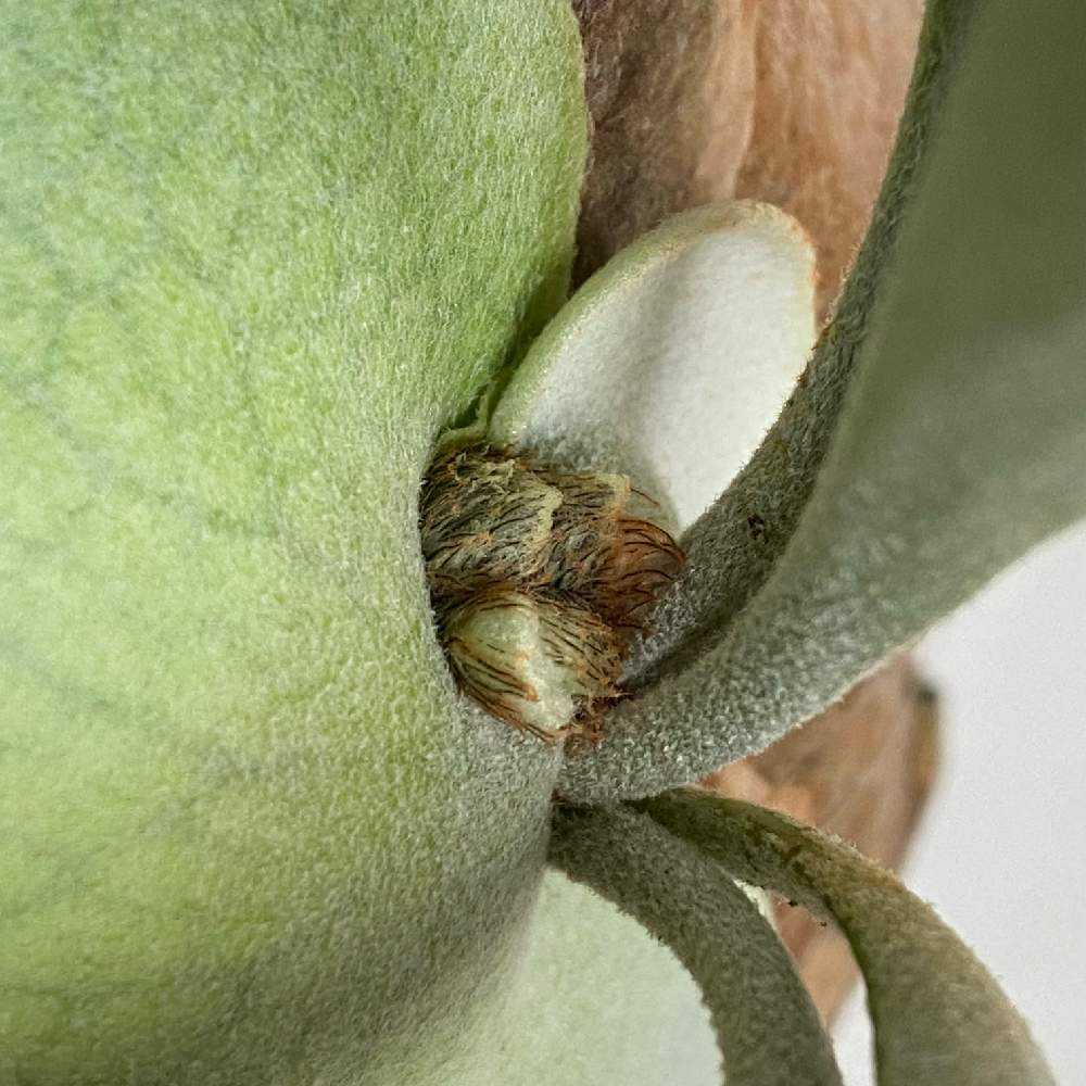 P. willinckii × bifurcatum N#2 成長記録 2024.9.8