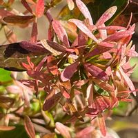 アベリア,花壇,ガーデニング,庭木,山野草の画像