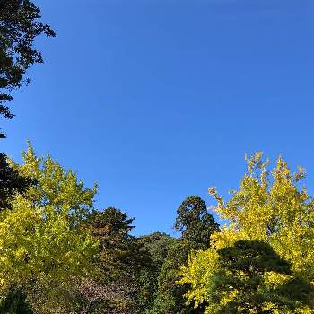 紅葉樹の画像 by みちさん | お出かけ先といつもありがとう❣️と銀杏の木と冬の庭と青空とコラボシリーズと紅葉樹