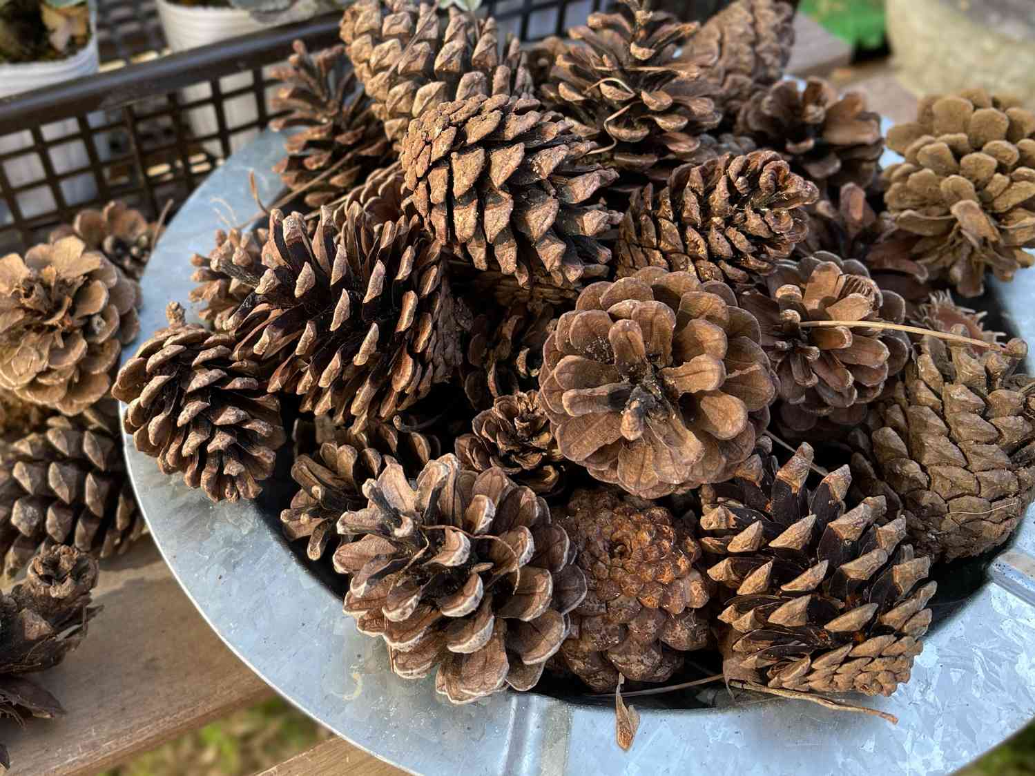 拾って来た松ぼっくりの処理実践♡｜🍀GreenSnap（グリーンスナップ）